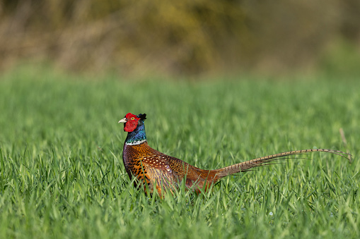 Male common pheasant (Phasianus colchicus) walking in an agricultural field.