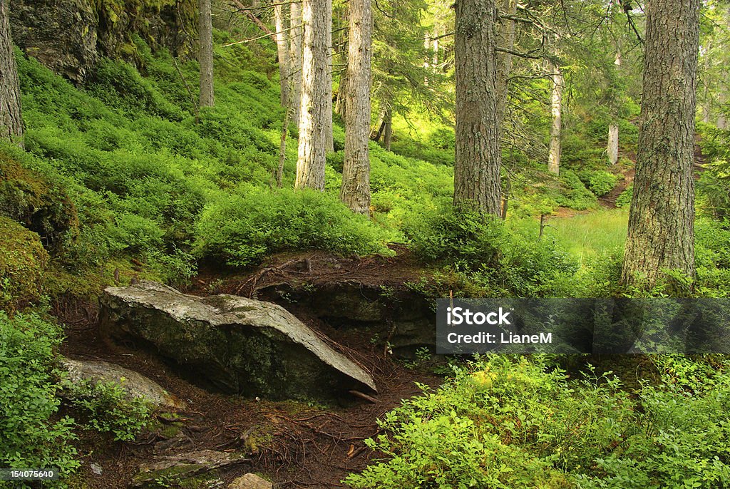 Piller Swamp swamp in the wood Austria Stock Photo