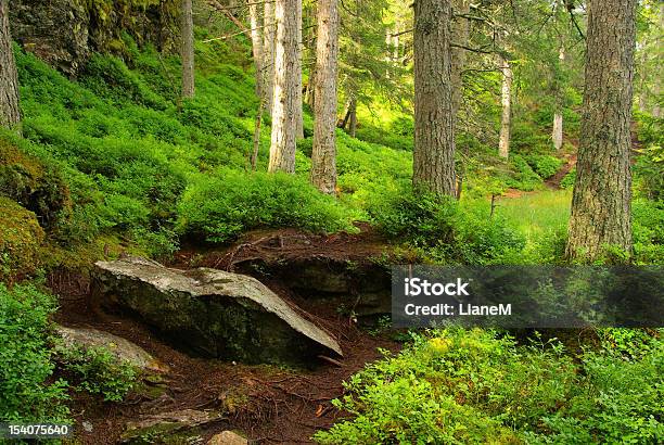 Piller Swamp Stock Photo - Download Image Now - Austria, Fir Tree, Footpath