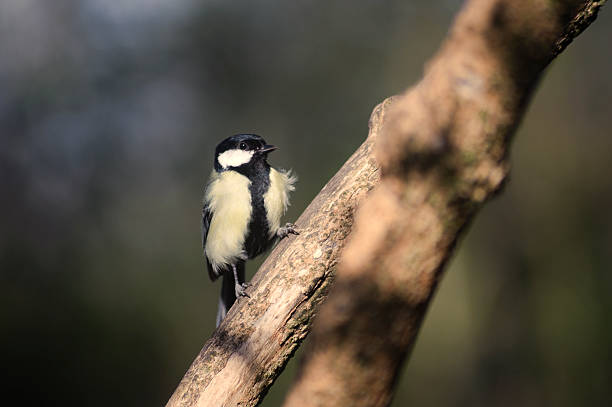 Great Tit stock photo