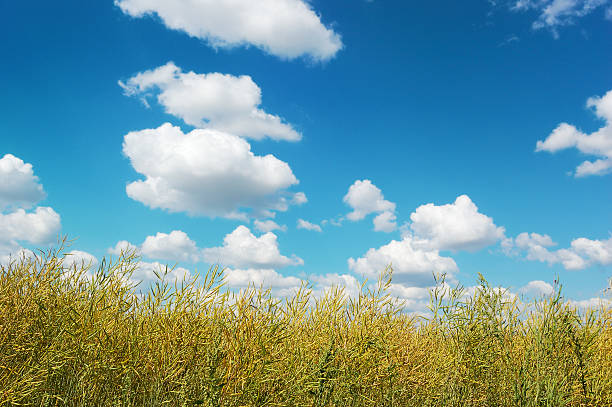 istock Rural landscape with brushwood and cloudy blue sky 154076584