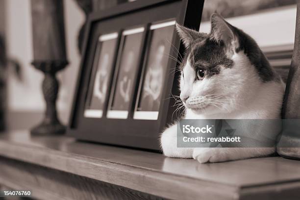 Kot Mantela - zdjęcia stockowe i więcej obrazów Bez ludzi - Bez ludzi, Dekoracja, Fotografika