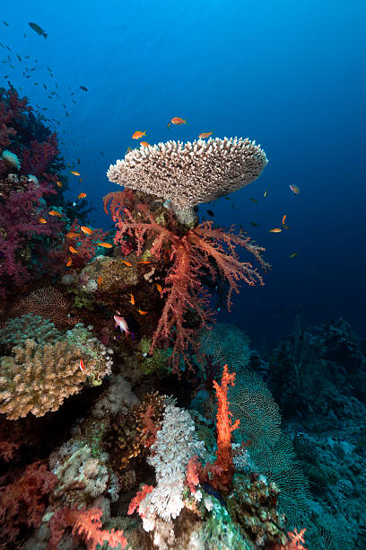 istock Coral reef in the Red Sea. 154076860