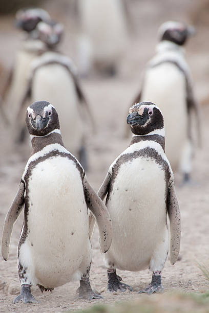 istock Magellanic Penguins in Patagonia. 154077148