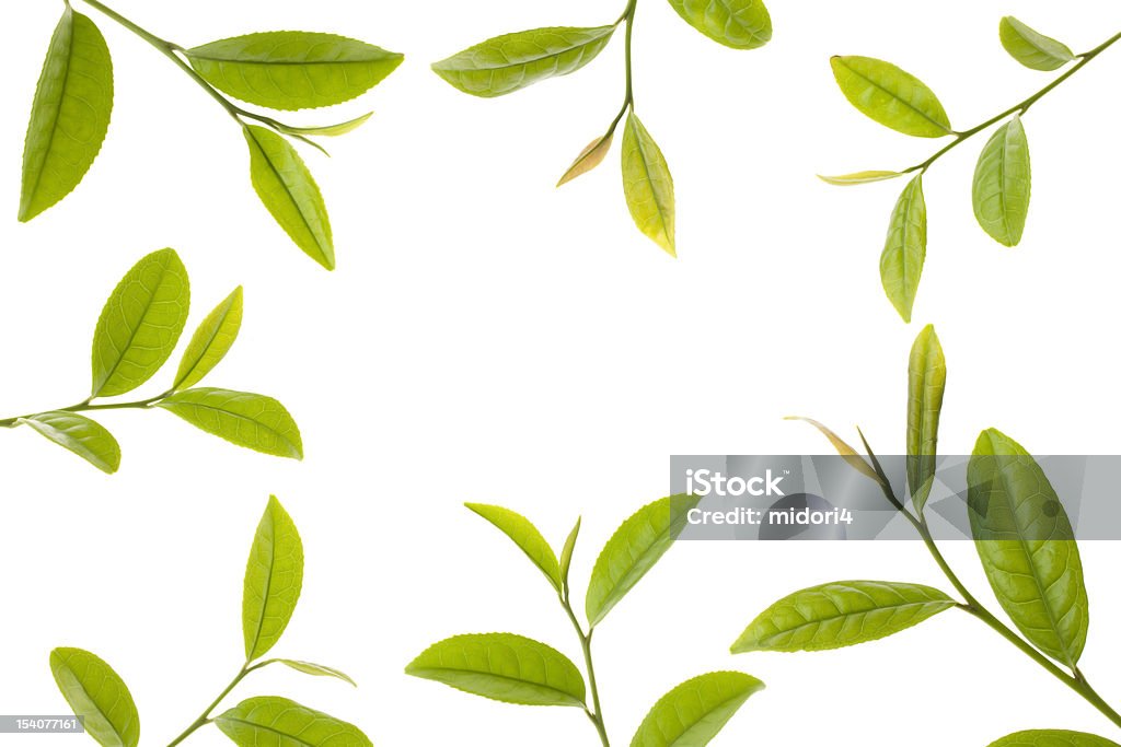Frescas hojas de té - Foto de stock de Hojas de té secas libre de derechos