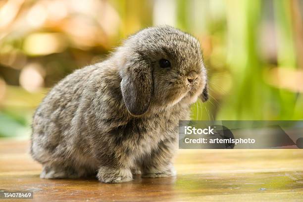 Baby Rabbit Stock Photo - Download Image Now - Animal, Animal Hair, Baby Rabbit