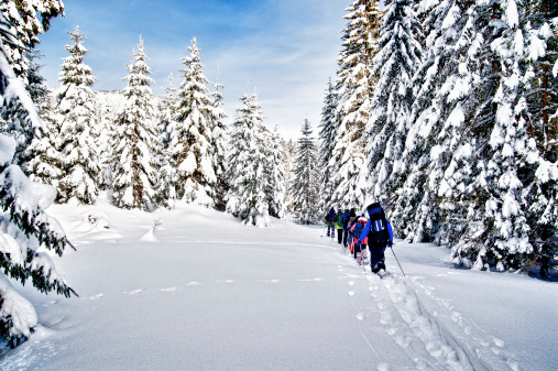 Group of snowshoe hiker in winter forest