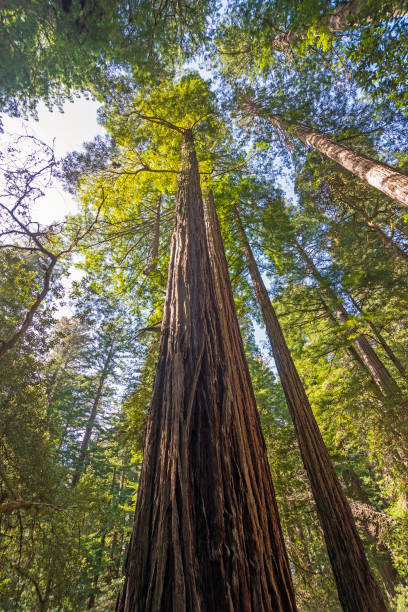 istock Coastal Redwood Soaring to the Sky 1540788935
