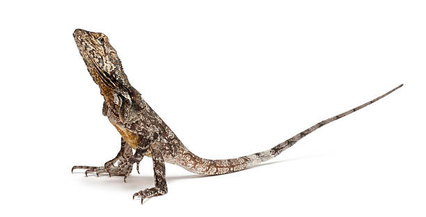 istock Frill-necked lizard, Chlamydosaurus kingii, in front of white background 154079097