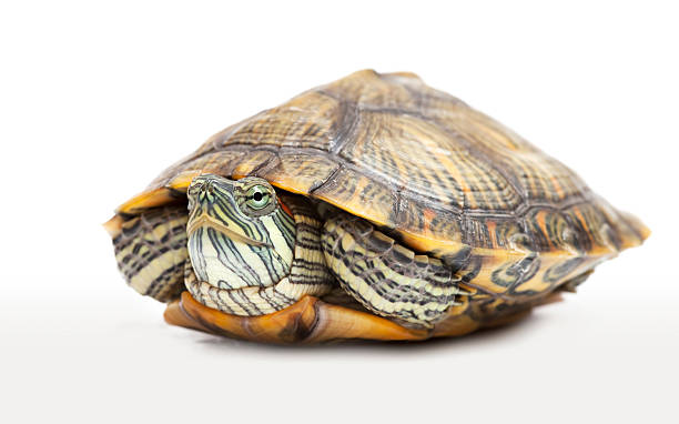 istock Portrait of a freshwater turtle 154079365