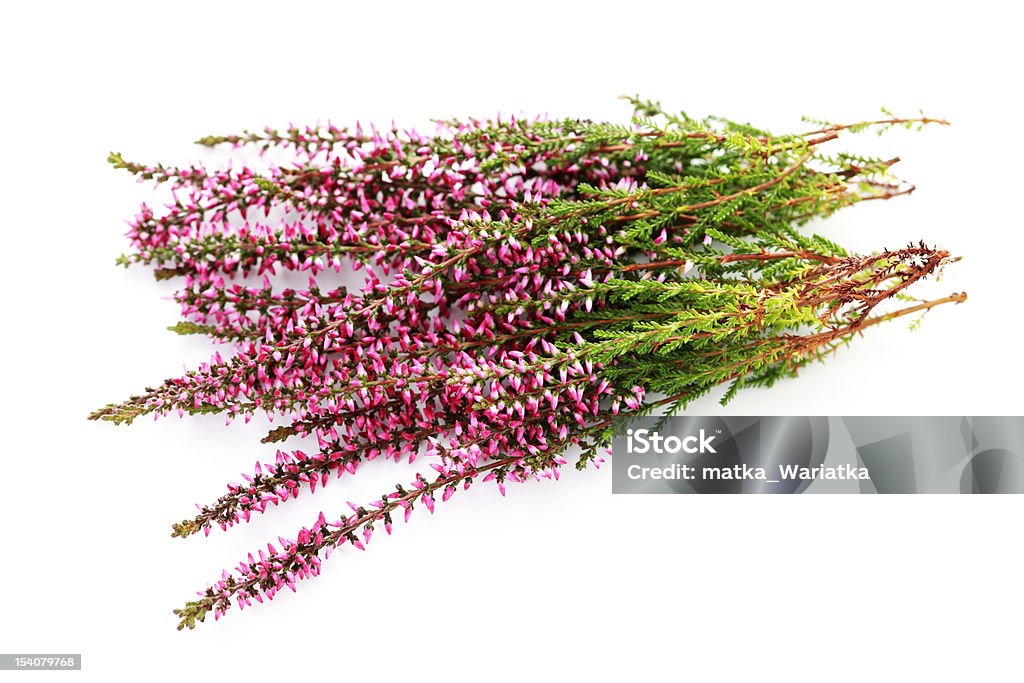 Ramo de Urze - Royalty-free Bouquet Foto de stock