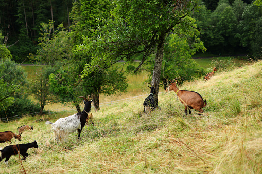 A heard of small goats playing on a lush Alpine meadow in Austria.