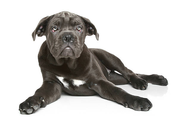 istock Cane corso dog puppy 154081205