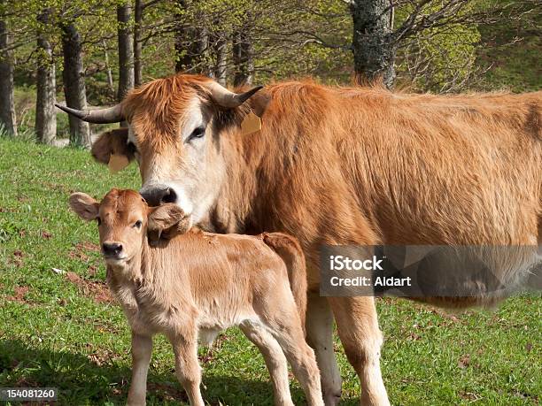 Vacca Leccare Il Suo Vitello - Fotografie stock e altre immagini di Baciare - Baciare, Vacca, Ambientazione esterna