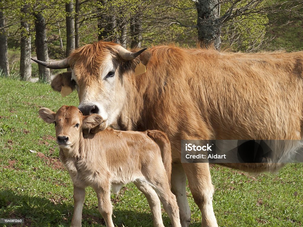 Vaca Bezerro lamber o - Royalty-free Beijar Foto de stock