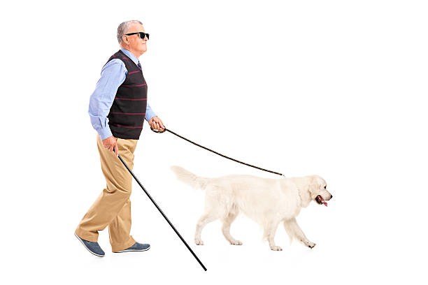 istock Blind man moving with walking stick and his dog 154081360