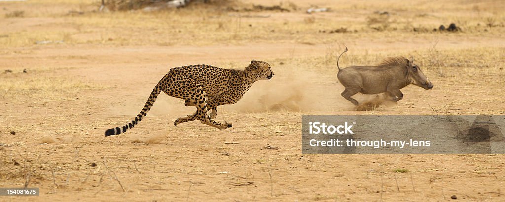 Cheetah chasing jabalí verrugoso en la parte más alta velocidad - Foto de stock de Guepardo libre de derechos