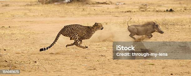 Cheetah Chasing Jabalí Verrugoso En La Parte Más Alta Velocidad Foto de stock y más banco de imágenes de Guepardo