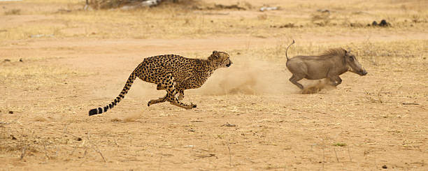 cheetah perseguindo javali-africano alta velocidade - transvaal - fotografias e filmes do acervo