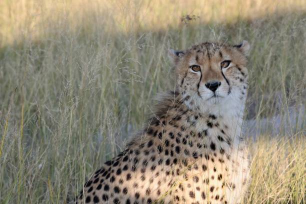 istock Okavango Delta Cheetah Family 1540822754