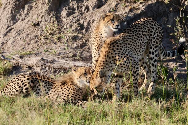 istock Okavango Delta Cheetah Family 1540823105