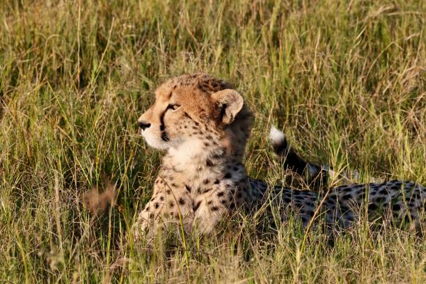 istock Okavango Delta Cheetah Family 1540823828