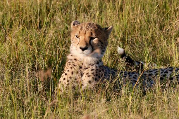 istock Okavango Delta Cheetah Family 1540823839