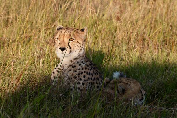 istock Okavango Delta Cheetah Family 1540823888