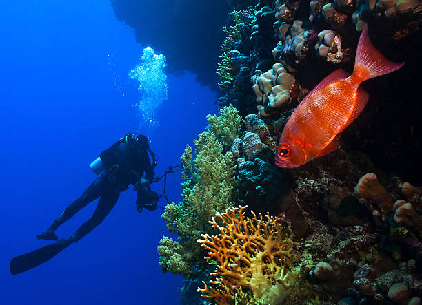 Myripristinae e mergulhador perto de um recife de coral. - foto de acervo