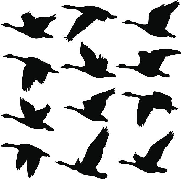 Flying Geese Silhouettes A collection of unique Canadian Goose silhouettes. 12 unique silhouettes animal animal behavior beauty in nature bird stock illustrations