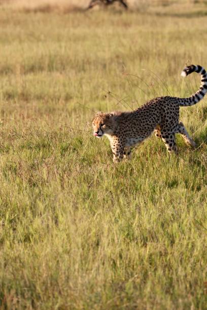 istock Okavango Delta Cheetah Family 1540824474