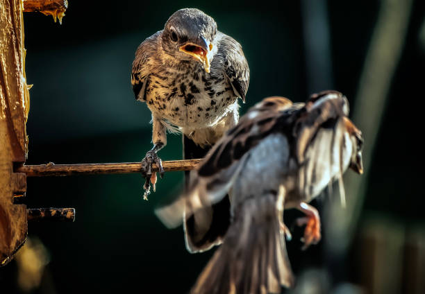 istock Two Northern Mockingbirds aegue 1540830691