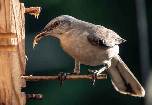 istock Two Northern Mockingbirds aegue 1540830696