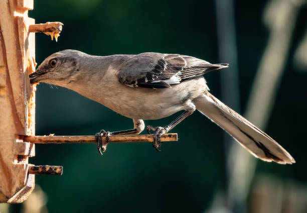 istock Two Northern Mockingbirds aegue 1540830698