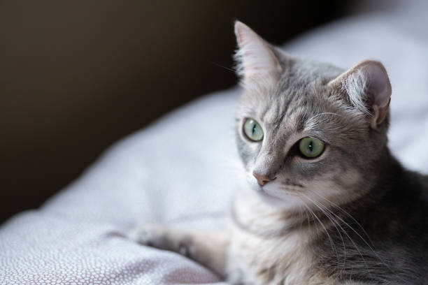 istock gray striped tabby cat lying on bed in domestic interior 1540835438