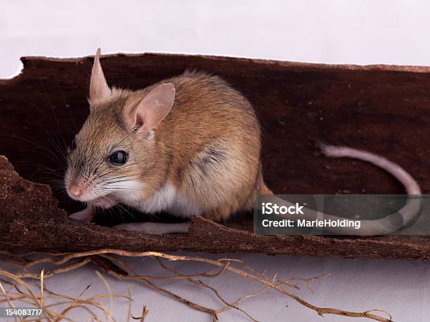 Notomys Alexis Stock Photo Download Image Now Animal, Animal