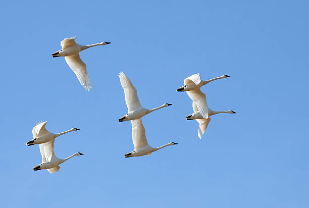istock Tundra Swans in Flight 154083889