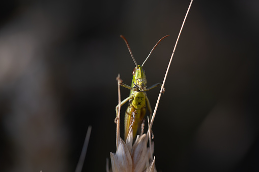 A curious grasshopper peers over the edge of an ear of corn. The insect carefully observes its surroundings.