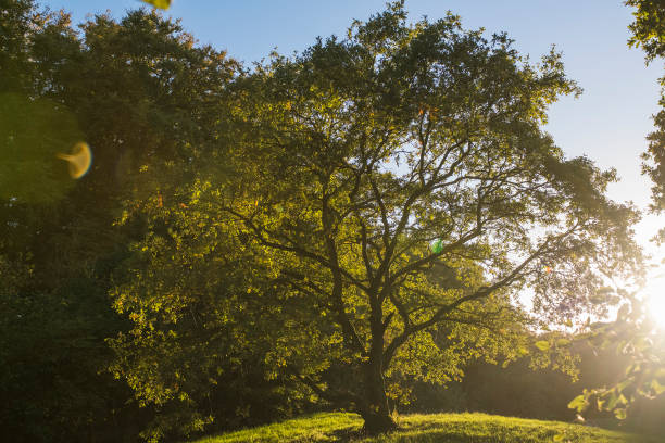 400+ Sessile Oak Stock Photos, Pictures & Royalty-Free Images