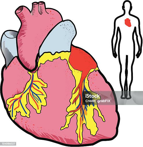 심장 3차원 형태에 대한 스톡 벡터 아트 및 기타 이미지 - 3차원 형태, 남자, 내부