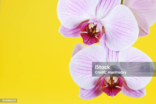 Orchid Stock Photo - Download Image Now - Beauty In Nature, Blossom, Botany