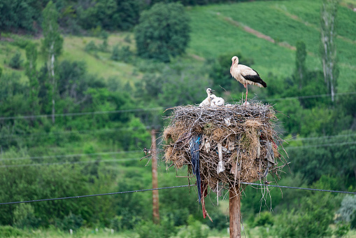 image of stork and stork cub nesting on telegraph pole. rural landscape. storks in the woods. Shot with a full-frame camera in daylight.