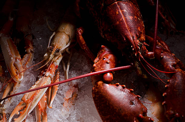 istock Lobster and Langoustine 154087037