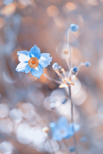 istock Japanese anemones 1540880592
