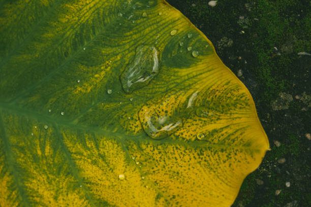 Rain Drops gathered on the Centre of a Heart Shaped leaf - Water Drops falling on Taro Leaf