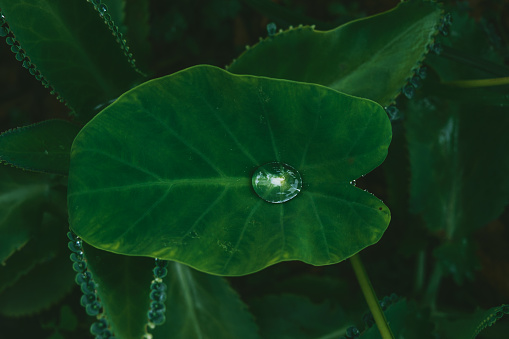 Rain Drops gathered on the Centre of a Heart Shaped leaf - Water Drops falling on Taro Leaf