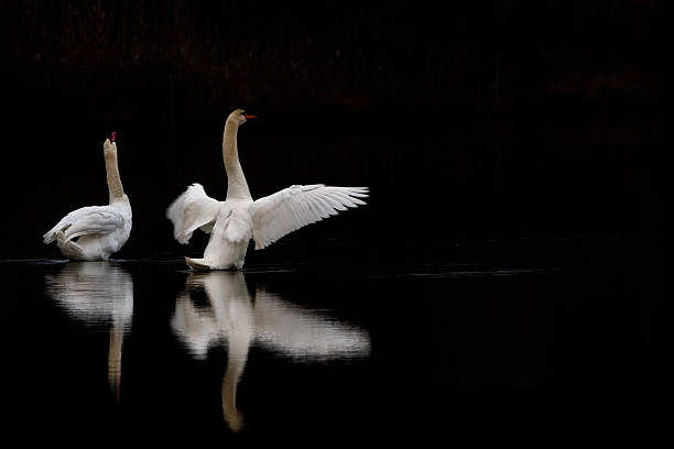 couple of swan in a dark lake stock photo