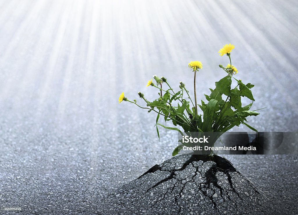 Bright Hope of Life Plants emerge though asphalt, symbol for bright hope of life and success. Miracle Stock Photo