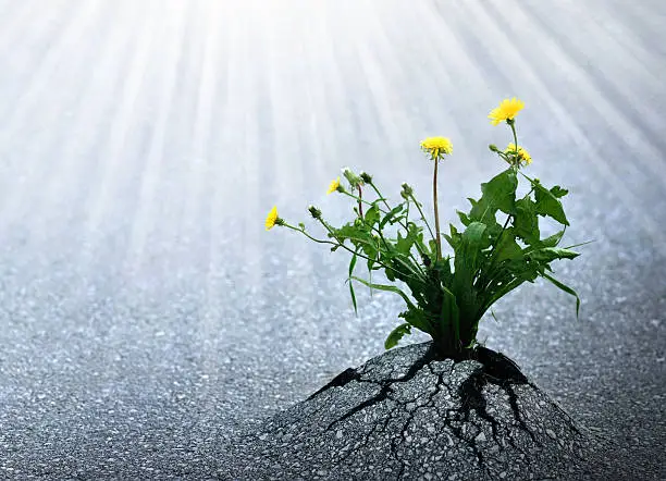 Plants emerge though asphalt, symbol for bright hope of life and success.