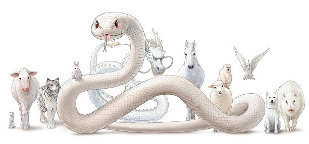 Blanco doce zodiac.Horizontal de China - ilustración de arte vectorial